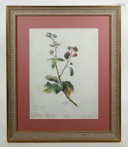 18TH C. FRENCH BOTANICAL WATERCOLOR STUDY, FRAMED