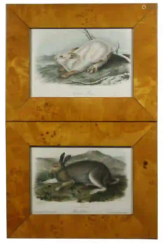 (2) AUDUBON QUADRUPED PRINTS OF RABBITS, FRAMED