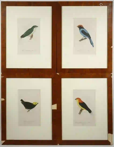 (4) FRAMED GERMAN HAND COLORED ORNITHOLOGY PRINTS