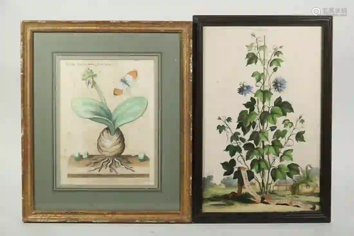 (2) EARLY BOTANICAL PRINTS