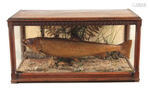 A LARGE GOOD QUALITY LATE 19TH CENTURY CASED TAXIDERMY PIKE the aesthetic style oak case with carved