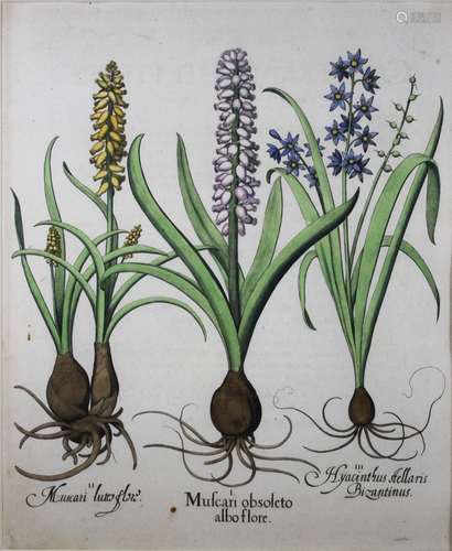 Hyazinthen aus ,Hortus Eystettensis?, um 1650, Kupferstich ?I. Muscari obsoleto albo flore. II. Mus