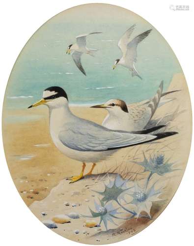 Robin Reckitt (b. 1928) Three ornithological studies of birds 'Ringed Plover' signed and dated