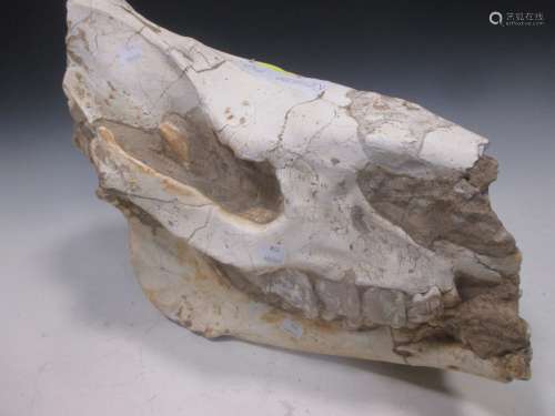 A fossilised skull of a horse (?), 34 x 51cm long