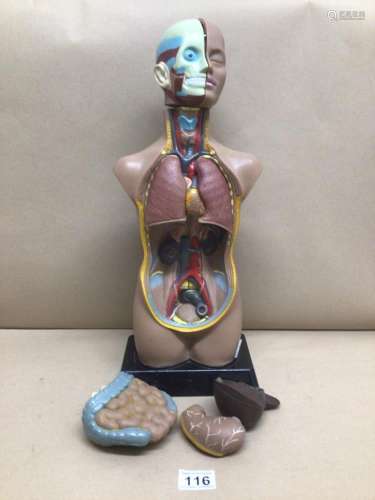 EDUCATIONAL FIGURE OF A PERSON SHOWING INTERNAL ORGANS 50CM