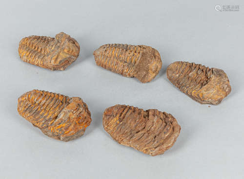 Group of Trilobite Fossil