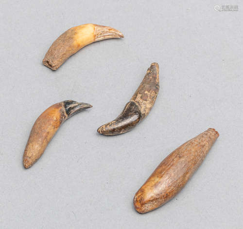 Group of Bear Fossil Claws