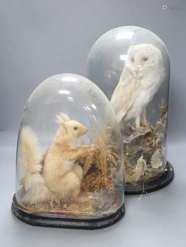 A Victorian taxidermic barn owl under glass dome and a similar taxidermic red squirrel (2)CONDITION: