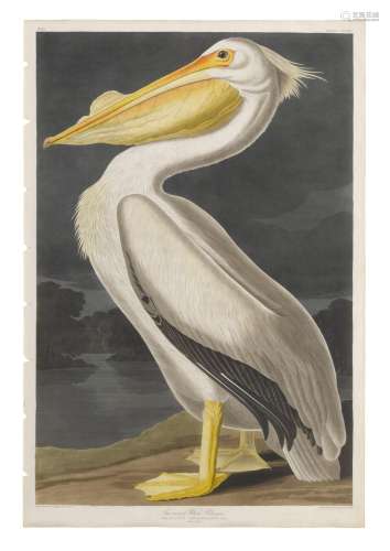 American Pelican (Plate CCCXI)
