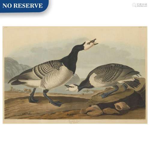 Barnacle Goose (Plate CCXCVI)
