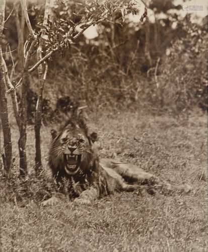 Arthur Radclyffe Dugmore, Irish/American 1870-1955- Wounded Lion, circa 1909; toned gelatin silver