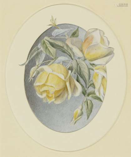 Mary Elizabeth Duffield RI, British 1819-1914- Floral studies; watercolours, four, 16.5x14cm (max.):