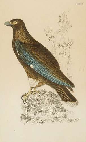 Archibald Fullerton & Co., publ., London & Edinburgh c.1820s-1867- Bird of prey; Hand-coloured