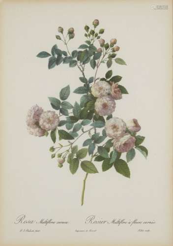 After Pierre Joseph Redouté, Belgian 1759-1840- Rose series; lithographs, nine, engraved by