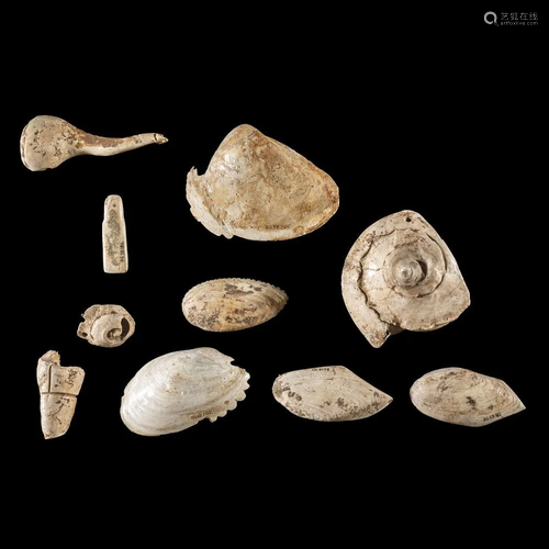 A Frame of Ten Shell Items, Largest 4-3/4 in.