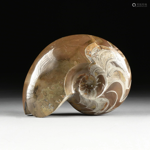 A POLISHED AMMONITE FOSSIL FRAGMENT, CIRCA