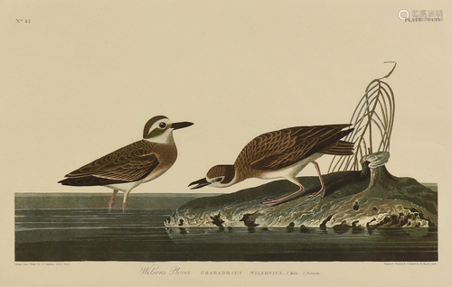 after JOHN JAMES AUDUBON (American 1785-1851) AN