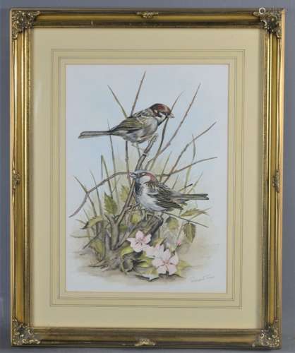 Richard Toon (20th century): ornithological study, watercolour. 34cm by 24cm