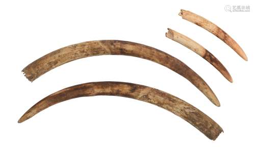 Two pairs of Congolese elephant tusks, the large pair: outer curvature 96,6 - 97 cm, total weight: c