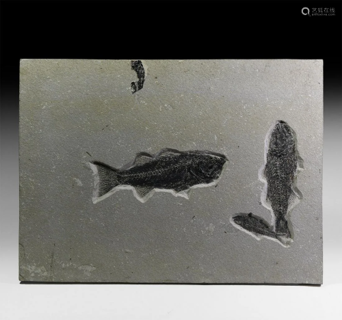 Large Multiple Knightia Fossil Fish Plate