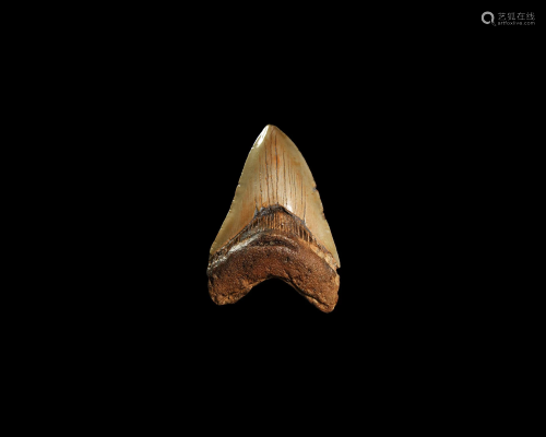 Megalodon Giant Shark's Fossil Tooth