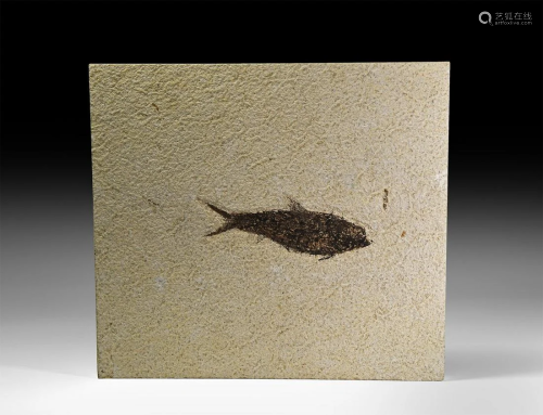 Knightia Fossil Fish Plate