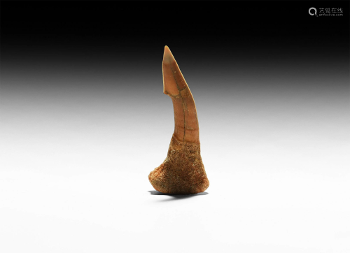 Large Sawfish Rostral Tooth