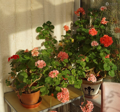 6 LARGE GERANIUM PLANTS