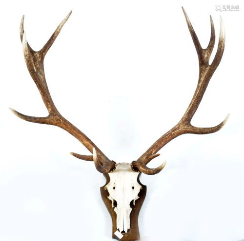 19TH-CENTURY DEER AND ANTLERS