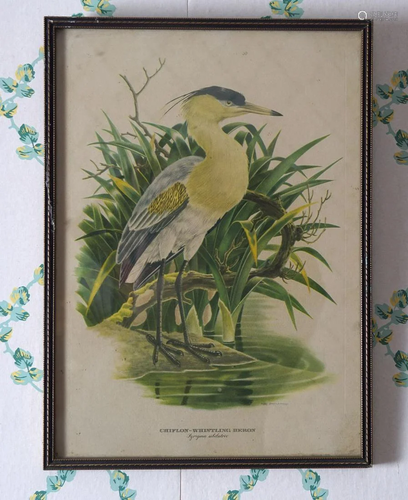 SET OF 16 ORNITHOLOGICAL PRINTS