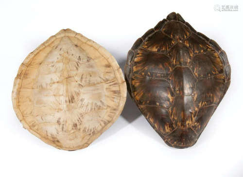 Two Decorative Tortoise Carapaces