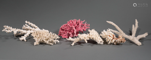 Decorative Collection of Coral