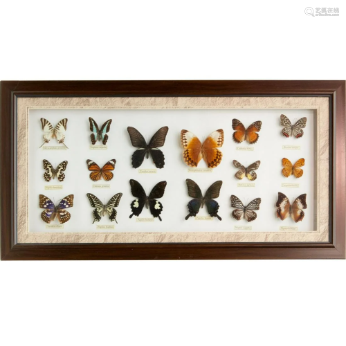Framed collection of butterfly specimens