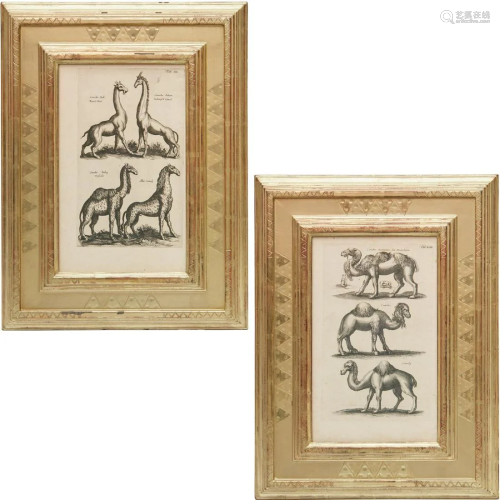 Historia Naturalis, pair framed engravings