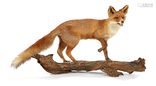 Taxidermy stuffed fox