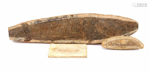 3 fossils of fish