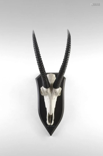 Naturalia Hunting trophy with sable antelope