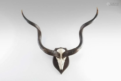 Naturalia Great hunting trophy with Kudu hornsSouthern