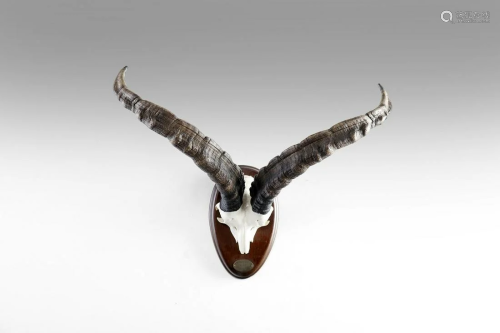 Naturalia Hunting trophy with bushbuck hornsSouthern