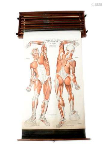 NINE AMERICAN AMER-FROHSE ANATOMICAL TEACHING WALL CHARTS AFTER FRANK FROHSE，C.1940。  每张铬版画，都有编号和标题