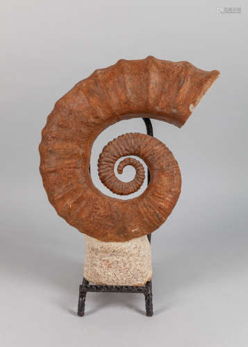 Massive Fine Ammonite Facet Fossil Sculpture