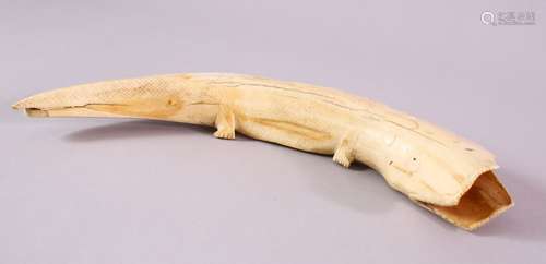 A 19TH CENTURY AFRICAN CARVED IVORY ALLIGATOR, of curved natural form, 31cm wide.