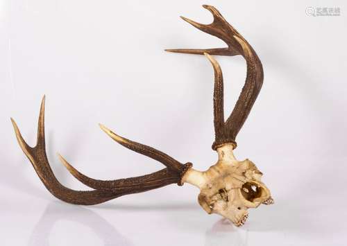 The antlers of a red deer with scull, 19th/ 20th century.