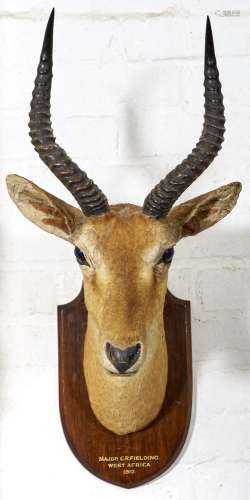 TAXIDERMY. GAZELLE, 1912, FULL HEAD WITH HORNS AND GLASS EYES MOUNTED ON OAK SHIELD INSCRIBED MAJOR