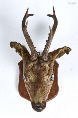 TAXIDERMY. ROE DEER, EARLY 20TH C, FULL HEAD WITH ANTLERS AND GLASS EYES, ON OAK SHIELD,