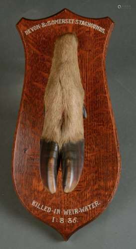TAXIDERMY. DEER SLOT MOUNTED ON OAK SHIELD, INSCRIBED IN WHITE DEVON & SOMERSET STAGHOUNDS KILLED IN