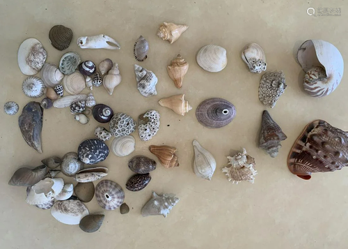 LARGE COLLECTION OF SEASHELLS