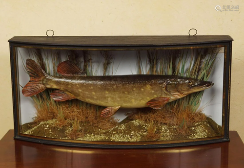 TAXIDERMY: CASED PIKE