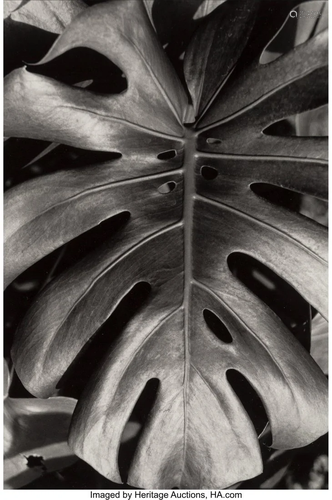 38082: Herb Snitzer (American, b. 1932) Untitled (Leaf)