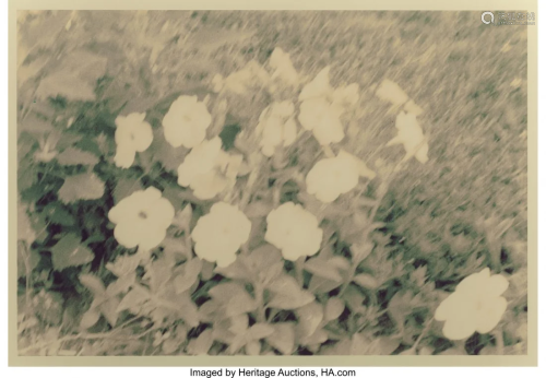 38023: MARK COHEN (American, b. 1943) Untitled (Flowers